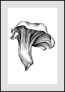 Abstract exotic mushroom, natural poster on white background