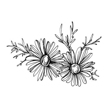 Papatya çayı elle çizilmiş. Daisy tekerleği