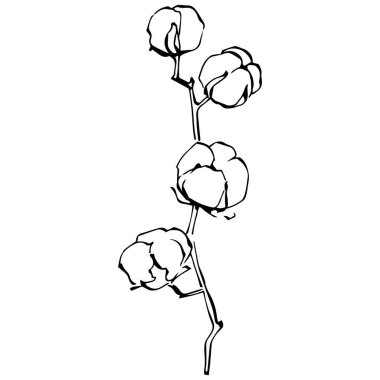 Pamuk çiçeği. Çiçekli botanik çiçeği. İzole illüstrasyon elementi. Arkaplan, doku, ambalaj deseni, çerçeve veya kenar çizimi için vektör el.