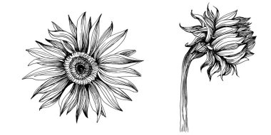 Ayçiçekleri elementleri. Çiçekli botanik çiçeği. İzole illüstrasyon elementi. Arkaplan, doku, ambalaj deseni, çerçeve veya kenar çizimi için vektör el.