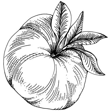 Mandarin çizim vektörü izole edildi. El çizimi illüstrasyon meyvesi. Yaz yemekleri oymalı eski moda. Detaylı vejetaryen eskizi. Tasarım logonuz için harika, amblem, etiket, poster, baskı, menü