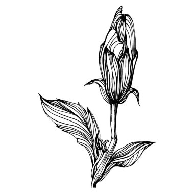 Hibiscus çiçeği. Bitki bilimi. İzole illüstrasyon elementi. Arkaplan, doku, ambalaj deseni, çerçeve veya kenar çizimi için vektör el.