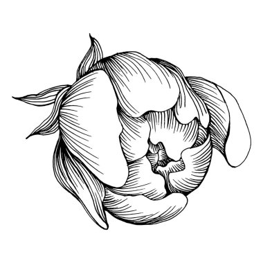 Şakayık çiçeği. Bitkisel şakayıklar. İzole illüstrasyon elementi. Arkaplan, doku, ambalaj deseni, çerçeve veya kenar çizimi için vektör el.