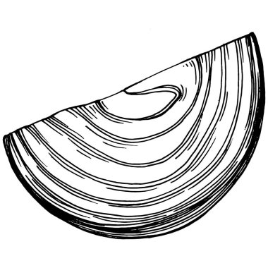 Soğan izole edilmiş el çizimi çizimi. Sebze oymalı stil. Vejetaryen yemek çizimi. Çiftlik pazarı ürünü. Tasarım logosu, menü, etiket, simge, pul için en iyisi.