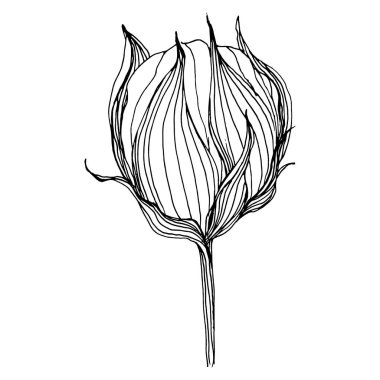 Pamuk çiçeği. Çiçekli botanik çiçeği. İzole illüstrasyon elementi. Arkaplan, doku, ambalaj deseni, çerçeve ya da kenar için yaban çiçeği çizen vektör el. Yumuşak, yumuşak pamuklu.