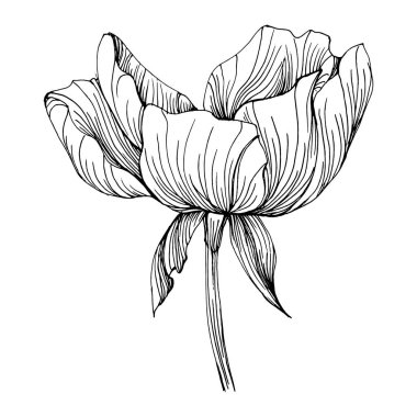 Şakayık çiçeği. Bitkisel şakayıklar. İzole illüstrasyon elementi. Arkaplan, doku, ambalaj deseni, çerçeve veya kenar çizimi için vektör el.