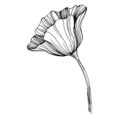 Gelincik çiçeği. Çiçekli botanik çiçeği. İzole illüstrasyon elementi. Arkaplan, doku, ambalaj deseni, çerçeve veya kenar çizimi için vektör el.