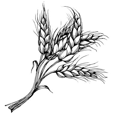 Buğday kulaklı el çizimleri. Korunma ve güvenliğin eski bir sembolü. Kütük için antik vintage oyma çizimi