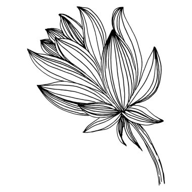 Nilüfer çiçeği. Çiçekli botanik çiçeği. İzole illüstrasyon elementi. Arkaplan, doku, ambalaj deseni, çerçeve veya kenar çizimi için vektör el.