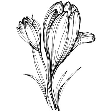Crocus veya safran çiçeği. Çiçekli botanik çiçeği. İzole illüstrasyon elementi. Arkaplan, doku, ambalaj deseni, çerçeve veya kenar çizimi için vektör el.