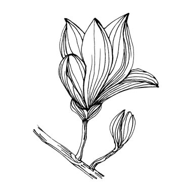 Manolya çiçeği. Çiçekli botanik çiçeği. İzole illüstrasyon elementi. Arkaplan, doku, ambalaj deseni, çerçeve veya kenar çizimi için vektör el.