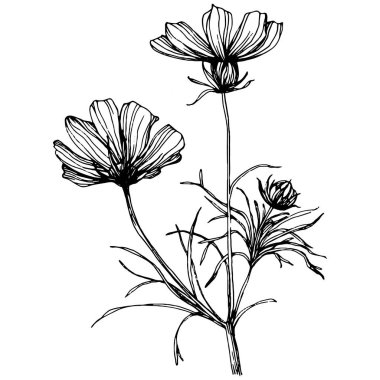 Kozmos el çizimiyle çiçek açar. Kozmos çiçeği logosu ya da sanat tarzında detaylı bir dövme. Siyah beyaz klip sanatı izole edildi. Amblem için antika vintage gravür. Bitkisel ilaçlar.