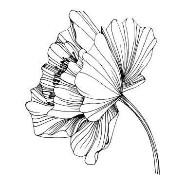 Gelincik çiçeği. Çiçekli botanik çiçeği. İzole illüstrasyon elementi. Arkaplan, doku, ambalaj deseni, çerçeve veya kenar çizimi için vektör el.