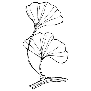 Ginkgo bitkisi elle çizilmiş. Çiçek dövmesi sanat tarzında detaylı. Beyaz arka planda siyah beyaz klipsli sanat. Logo için antika vintage oyma çizimi