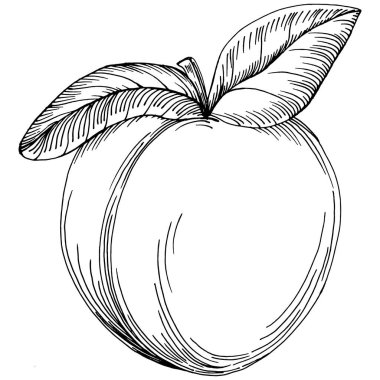 Şeftali eskiz vektörü izole edildi. El çizimi illüstrasyon meyvesi. Yaz yemekleri oymalı eski moda. Detaylı vejetaryen eskizi. Tasarım logonuz için harika, amblem, etiket, poster, baskı, menü