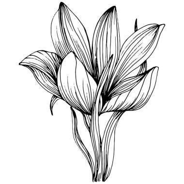 Crocus veya safran çiçeği. Çiçekli botanik çiçeği. İzole illüstrasyon elementi. Arkaplan, doku, ambalaj deseni, çerçeve veya kenar çizimi için vektör el.