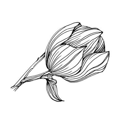 Manolya çiçeği. Çiçekli botanik çiçeği. İzole illüstrasyon elementi. Arkaplan, doku, ambalaj deseni, çerçeve veya kenar çizimi için vektör el.