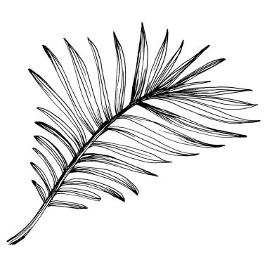 Tropik palmiye yaprakları. Egzotik botanik çiçeği. İzole illüstrasyon elementi. Arkaplan, doku, ambalaj deseni, çerçeve veya kenar çizimi için vektör el.