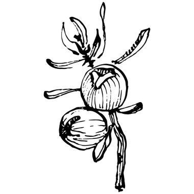 Juniper vektör çizimi. Böğürtlen dalında izole edilmiş eski bir illüstrasyon. Organik yağ oymalı taslak. Güzellik ve kaplıca, kozmetik malzeme. Etiket, poster, broşür, paket için harika