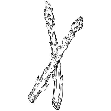 Kuşkonmaz elle çizilmiş. Sebze oymalı nesne. Menü, etiket, simge, kapak, sosyal gönderi için harika.