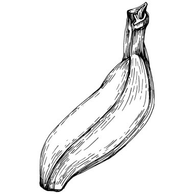 El yapımı izole edilmiş muz. Vektör illüstrasyonu egzotik meyve. 