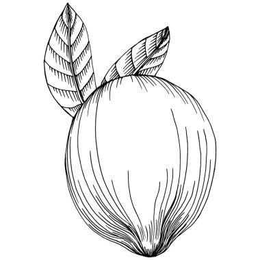 Vector el çizilmiş kireç ya da limon. Beyaz arkaplan resimlerinde limon yapraklı egzotik bitkiler. Çay ve meyve suyu için vintage Retro gravür stili.