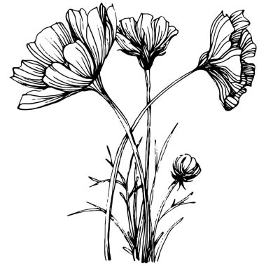 Kozmos el çizimiyle çiçek açar. Kozmos çiçeği logosu ya da sanat tarzında detaylı bir dövme. Siyah beyaz klip sanatı izole edildi. Amblem için antika vintage gravür. Bitkisel ilaçlar.