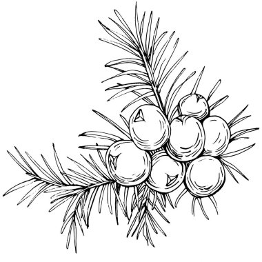 Juniper vektör çizimi. Böğürtlen dalında izole edilmiş eski bir illüstrasyon. Organik yağ oymalı taslak. Güzellik ve kaplıca, kozmetik malzeme. Etiket, poster, broşür, paket için harika