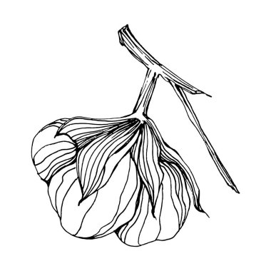 Pamuk çiçeği. Çiçekli botanik çiçeği. İzole illüstrasyon elementi. Arkaplan, doku, ambalaj deseni, çerçeve veya kenar çizimi için vektör el.