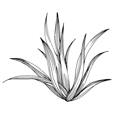 Lezzetli bir çiçek. Bitki bitkileri botanik kaktüsleri. İzole illüstrasyon elementi. Arkaplan, doku, ambalaj deseni, çerçeve veya kenar çizimi için vektör el.