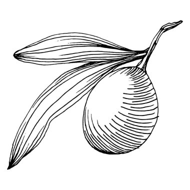 Zeytin eskiz elemanı. Zeytin dalları izole edilmiş. Arkaplan, doku, ambalaj deseni, çerçeve veya kenar çizimi için vektör el.