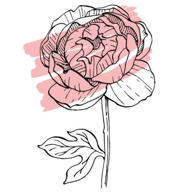 Şakayık çiçeği. Çiçekli botanik çiçeği. İzole illüstrasyon elementi. Arkaplan, doku, ambalaj deseni, çerçeve veya kenar çizimi için vektör el.