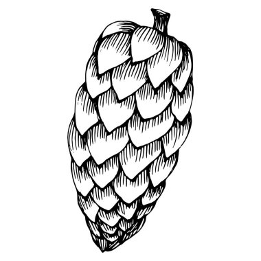 Orman Sonbaharı ve Kış Doğası. Ladin dalları, meşe palamutları, kozalaklar, dökülen yapraklar. İzole illüstrasyon elementi. Arkaplan, doku, çerçeve veya kenar için yaban çiçeği çizen vektör el.