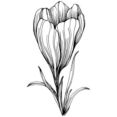 Crocus veya safran çiçeği. Çiçekli botanik çiçeği. İzole illüstrasyon elementi. Arkaplan, doku, ambalaj deseni, çerçeve veya kenar çizimi için vektör el.