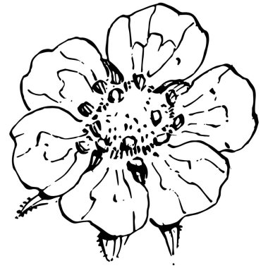 Çilekli el, klasik klipsli resim çiziyor. Sanat tarzında detaylandırılmış böğürtlen logosu ya da dövme. Siyah ve beyaz izole edilmiş. Amblem için antika vintage gravür