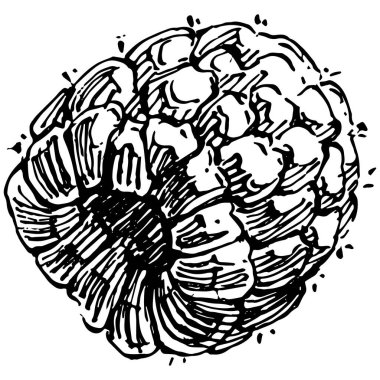 Ahududu izole vektör çizimi. Organik yağ oymalı taslak. Güzellik ve kaplıca, kozmetik malzeme. Etiket, poster, broşür, ambalaj için harika