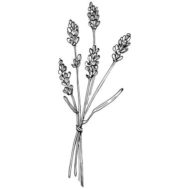 Lavanta botanik çiçeği. Düğün otunun, bitkinin ve davetiye için zarif yapraklı monogramın el yapımı tasarımı randevu kartı tasarımını kaydedin. Kırsal trend yeşillik vektör çizimi