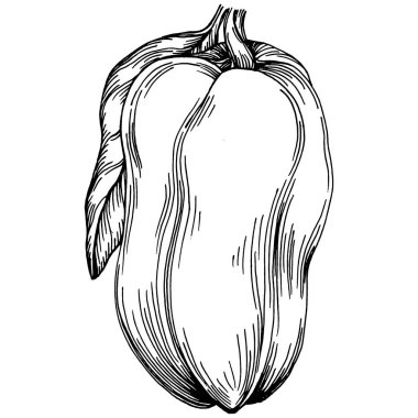 Biber sebzeleri taslak vektör çizimi. İşlemeli stil. Tarım piyasasında ürün. Tasarım menüsü, etiket, rozet, pankart ve tanıtım için en iyi yer. 