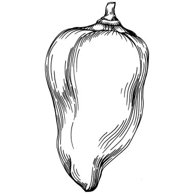 Biber sebzeleri taslak vektör çizimi. İşlemeli stil. Tarım piyasasında ürün. Tasarım menüsü, etiket, rozet, pankart ve tanıtım için en iyi yer. 