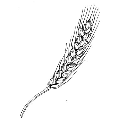 Buğday kulaklı el çizimleri. Korunma ve güvenliğin eski bir sembolü. Kütük için antik vintage oyma çizimi