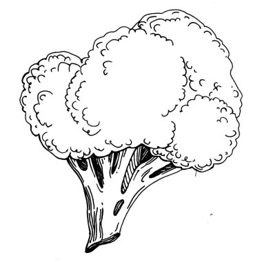 Brokoli izole edilmiş el çizimi çizimi. Sebze oymalı stil. Vejetaryen yemek çizimi. Çiftlik pazarı ürünü. Tasarım logosu, menü, etiket, simge, pul için en iyisi.