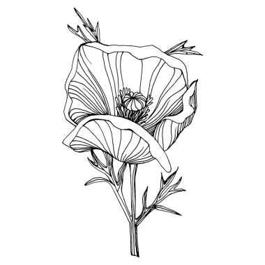 Gelincik çiçeği. Çiçekli botanik çiçeği. İzole illüstrasyon elementi. Arkaplan, doku, ambalaj deseni, çerçeve veya kenar çizimi için vektör el.