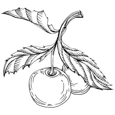 Kirazlı el klasik klipsli resim. Sanat tarzında detaylandırılmış böğürtlen logosu ya da dövme. Siyah ve beyaz izole edilmiş. Amblem için antika vintage gravür