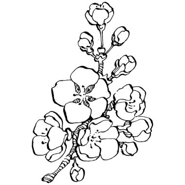 El çizimi Sakura çiçek logosu, çerçeve, sınır, promosyon unsuru. Damga şablonu. Minimalist monogram. Rustik zarif marka veya logottip arkaplan.