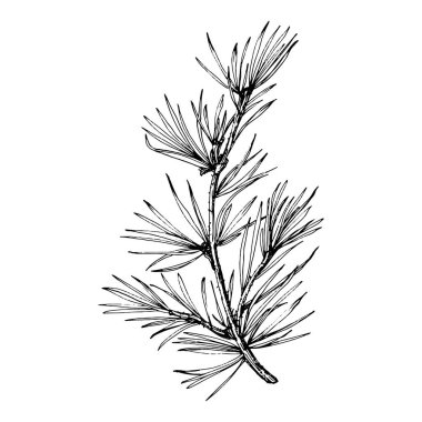 Orman Sonbaharı ve Kış Doğası. Ladin dalları, meşe palamutları, kozalaklar, dökülen yapraklar. İzole illüstrasyon elementi. Arkaplan, doku, çerçeve veya kenar için yaban çiçeği çizen vektör el.