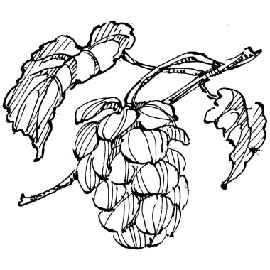 Zıplayan bitki el, klasik klipsli resim çiziyor. Humulus logosu ya da dövmesi sanat tarzında detaylı. Siyah ve beyaz izole edilmiş. Amblem için antika vintage gravür