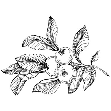 Yabanmersinli el klasik klipsli resim çiziyor. Sanat tarzında detaylandırılmış böğürtlen logosu ya da dövme. Siyah ve beyaz izole edilmiş. Amblem için antika vintage gravür