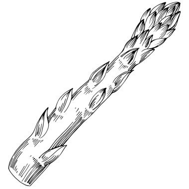 Kuşkonmaz elle çizilmiş. Sebze oymalı nesne. Menü, etiket, simge, kapak, sosyal gönderi için harika.