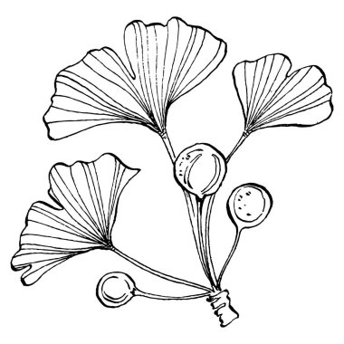 Ginkgo bitkisi elle çizilmiş. Çiçek dövmesi sanat tarzında detaylı. Beyaz arka planda siyah beyaz klipsli sanat. Logo için antika vintage oyma çizimi