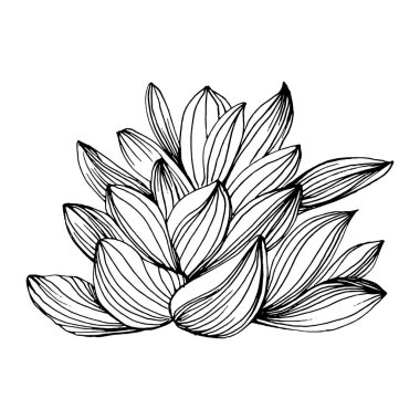 Lezzetli bir çiçek. Bitki bitkileri botanik kaktüsleri. İzole illüstrasyon elementi. Arkaplan, doku, ambalaj deseni, çerçeve veya kenar çizimi için vektör el.